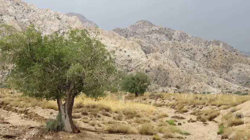 پارک ملی خبر