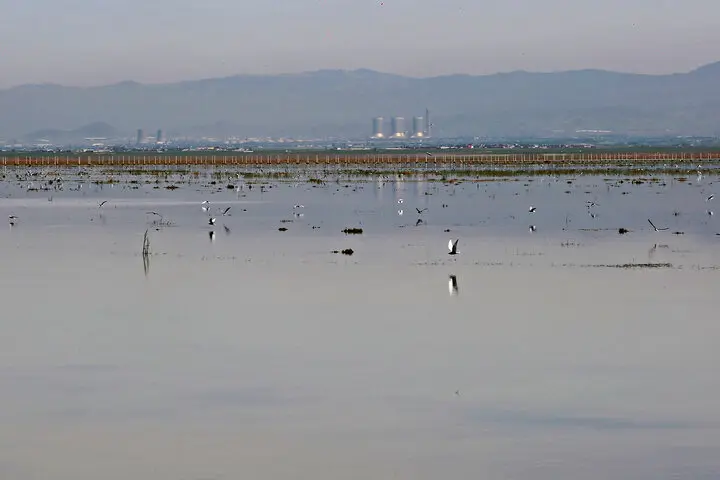 تالاب قزوین