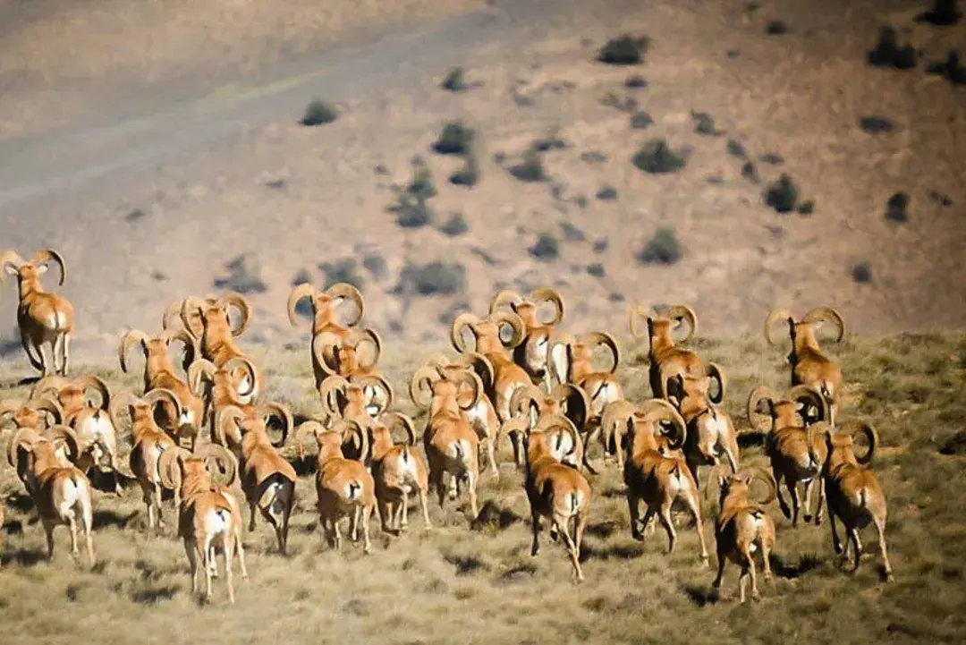 پارک ملی خبر کرمان