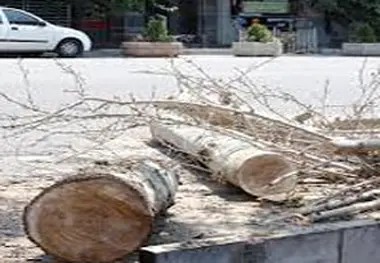 درختان، اولین قربانی مترو
