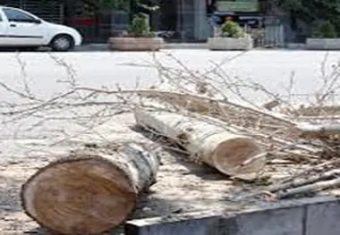 درختان، اولین قربانی مترو