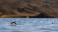 افزایش یک متری ارتفاع دریاچه ارومیه به نسبت سال گذشته
