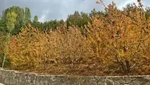 سفر به آشیان عقاب