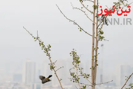 آلودگی هوای تهران
