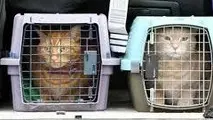 قوانین حمل حیوانات زنده با هواپیما