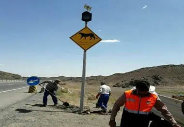 تابلو های هشدار عبور یوزپلنگ در جاده سمنان (عکس)
