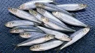  افزایش 71 درصدی صید ماهیان استخوانی دریای خزر 