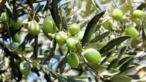 سمنان در تکاپوی جهش تولید و توسعه روغن زیتون