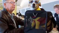 قوانین حیوانات در هواپیما: صفر تا صد مسافرت با حیوان خانگی با هواپیما