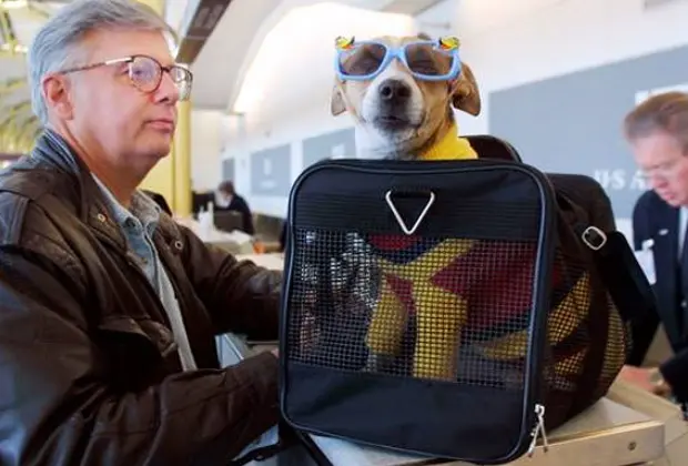 قوانین حیوانات در هواپیما: صفر تا صد مسافرت با حیوان خانگی با هواپیما