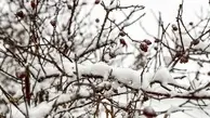 فیلم | کوهرنگ، لقمه ای در دهان برف!