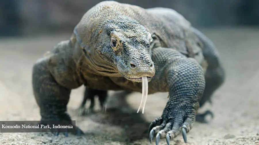 10.Komodo National Park_ Indonesia