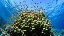 Oceana: Marine species at risk due to flawed EU network