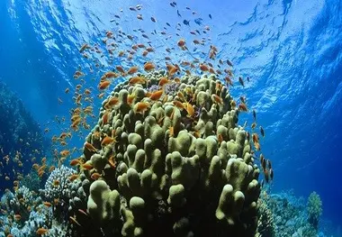 Oceana: Marine species at risk due to flawed EU network