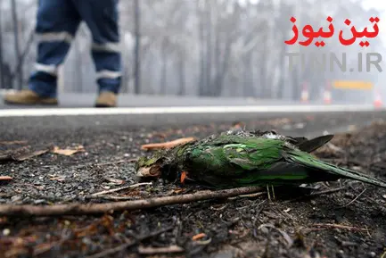  آتش سوزی در جنگل های استرالیا