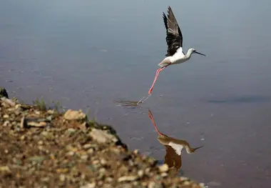 تالاب الله آباد آبیک؛ زیستگاه ۱۳۰ گونه پرنده مهاجر و امید تازه برای اکوسیستم قزوین