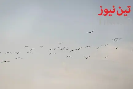 تهران؛ میزبان «پرندگان سیبری»
