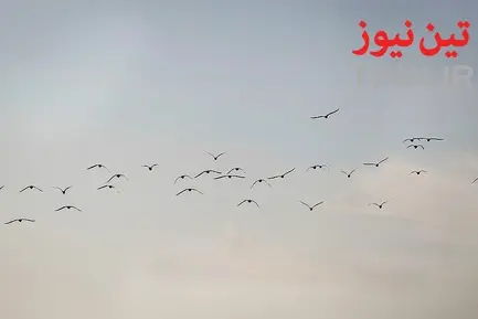 تهران؛ میزبان «پرندگان سیبری»