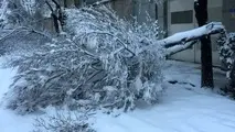 شکستگی درختان تهران/ هوا از ساعت 14 سرد می‌شود