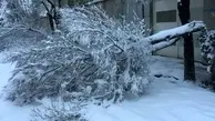 شکستگی درختان تهران/ هوا از ساعت 14 سرد می‌شود