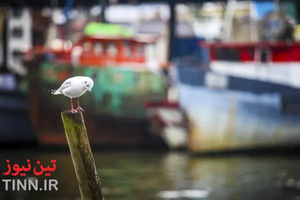 چشم‌ انداز متفاوت «بندر انزلی» در دوران قاجار