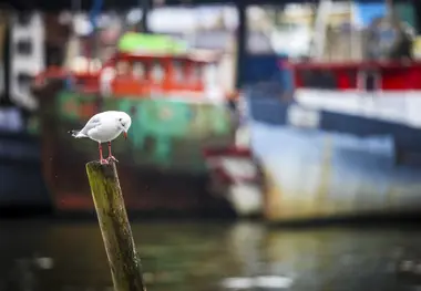 چشم‌ انداز متفاوت «بندر انزلی» در دوران قاجار