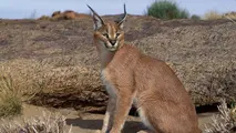 برخورد خودروها بدون توجه به تابلوهای هشدار دهنده با حیوانات