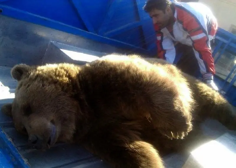برخورد خرس با قطار در نزدیک شیراز