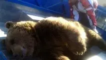 برخورد خرس با قطار در نزدیک شیراز