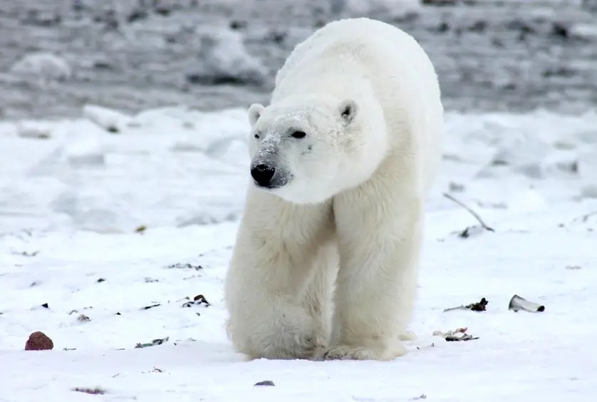Polar Bear Killed after Attacking Hapag-Lloyd Cruises’ Guard