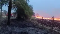 آتش سوزی ۱۲ کیلومتر از درختان حاشیه جاده شوش مهار شد