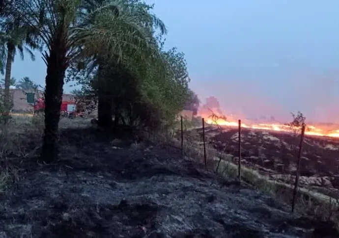 آتش سوزی ۱۲ کیلومتر از درختان حاشیه جاده شوش مهار شد