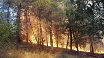 ۱۴ هکتار از مزارع کشاورزی ایلام در آتش سوخت
