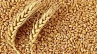 قیمت گندم بیش از ۵ هزارتومان است