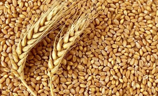 قیمت گندم بیش از ۵ هزارتومان است