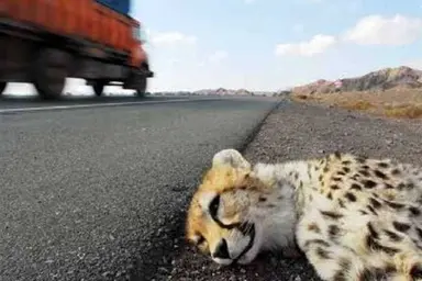 فنس کشی ۱۰۰ کیلومتر جاده مرگ یوزپلنگ در انتظار اعتبار