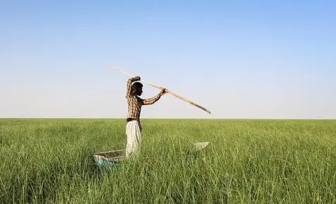 دریاچه هامون 