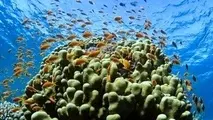 Ocean acidification a rising threat for Latin America and Caribbean
