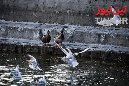 تهران؛ میزبان «پرندگان سیبری»