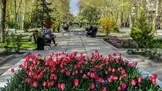 فضای سبز؛ زیرساخت حیاتی حمل‌ و نقل پایدار و بقای شهرها / لزوم توقف نگاه خودرو محور به درختان شهر