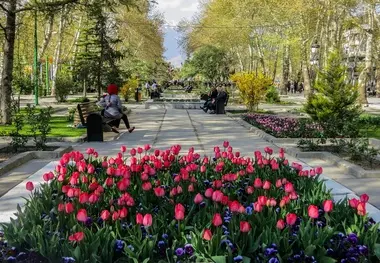 فضای سبز؛ زیرساخت حیاتی حمل‌ و نقل پایدار و بقای شهرها / لزوم توقف نگاه خودرو محور به درختان شهر
