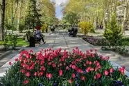 فضای سبز؛ زیرساخت حیاتی حمل‌ و نقل پایدار و بقای شهرها / لزوم توقف نگاه خودرو محور به درختان شهر
