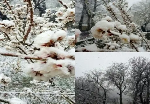 بارش برف بهاری شمال و جنوب آذربایجان‌ غربی را سفید پوش کرد