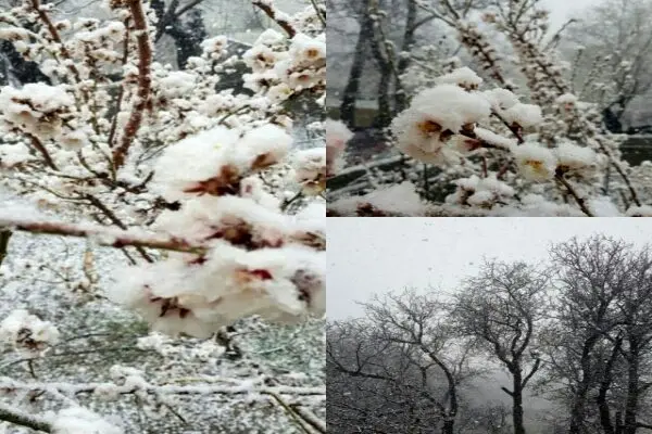 بارش پراکنده برف و باران در ۸ استان کشور 