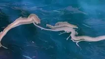 BSEE responds to oil spill in the Gulf of Mexico