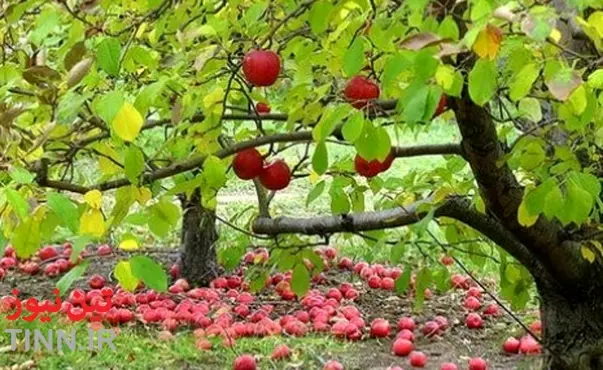 حتی یک شاخه از درختان باغ سیب کرج غیرقانونی قطع نمی‌شود
