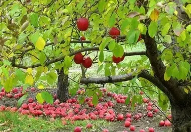 حتی یک شاخه از درختان باغ سیب کرج غیرقانونی قطع نمی‌شود