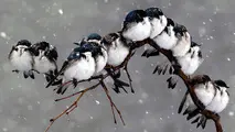 آغاز بارش ها از روز سه شنبه/ تداوم آلودگی هوا در تهران طی روز یکشنبه