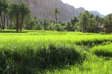 ازمیغان