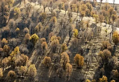 نابودی جنگل‌های زاگرس حیات انسان را به خطر می‌اندازد